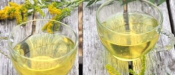 How to Make Goldenrod Tea (Goldenrod Tea Recipe)