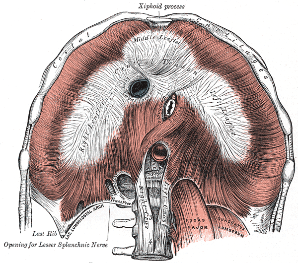 how to stretch your diaphragm