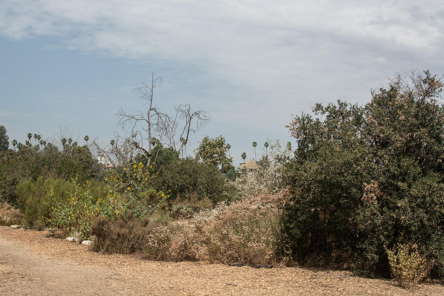 Keeping Plants Alive in Extreme Heat