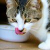 Can Cats Eat Stevia? Exploring Safe Sweeteners for Cats