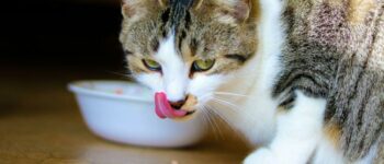 Can Cats Eat Stevia? Exploring Safe Sweeteners for Cats