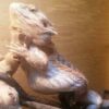 Is my Bearded Dragon Fat or Skinny? (5 weight loss tips)