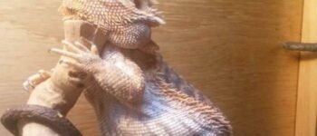 Is my Bearded Dragon Fat or Skinny? (5 weight loss tips)