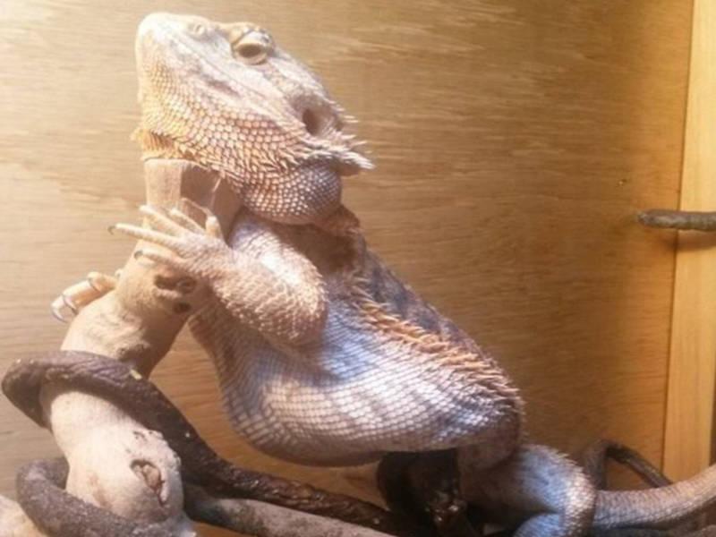 is my bearded dragon fat