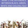 What’s The Difference Between Black, Green, White, and Oolong Tea?