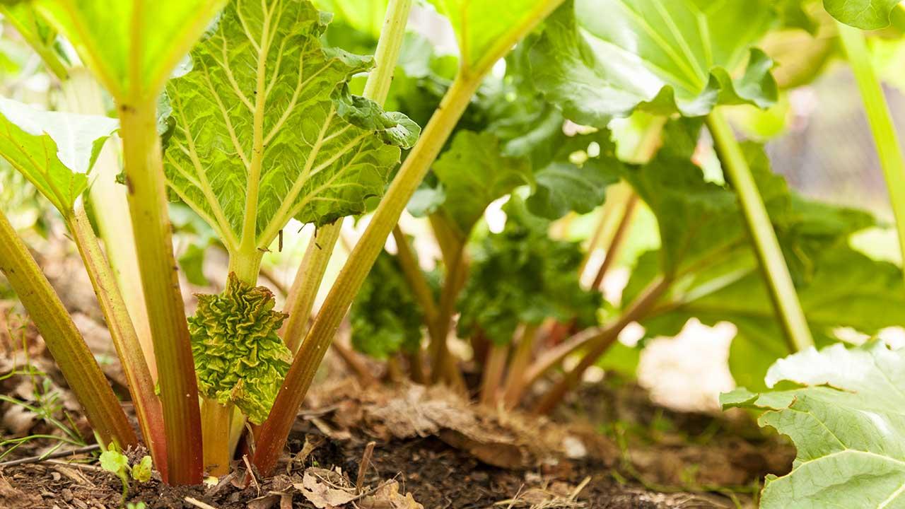 is rhubarb poisonous to deer