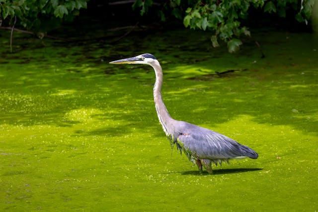 everglades