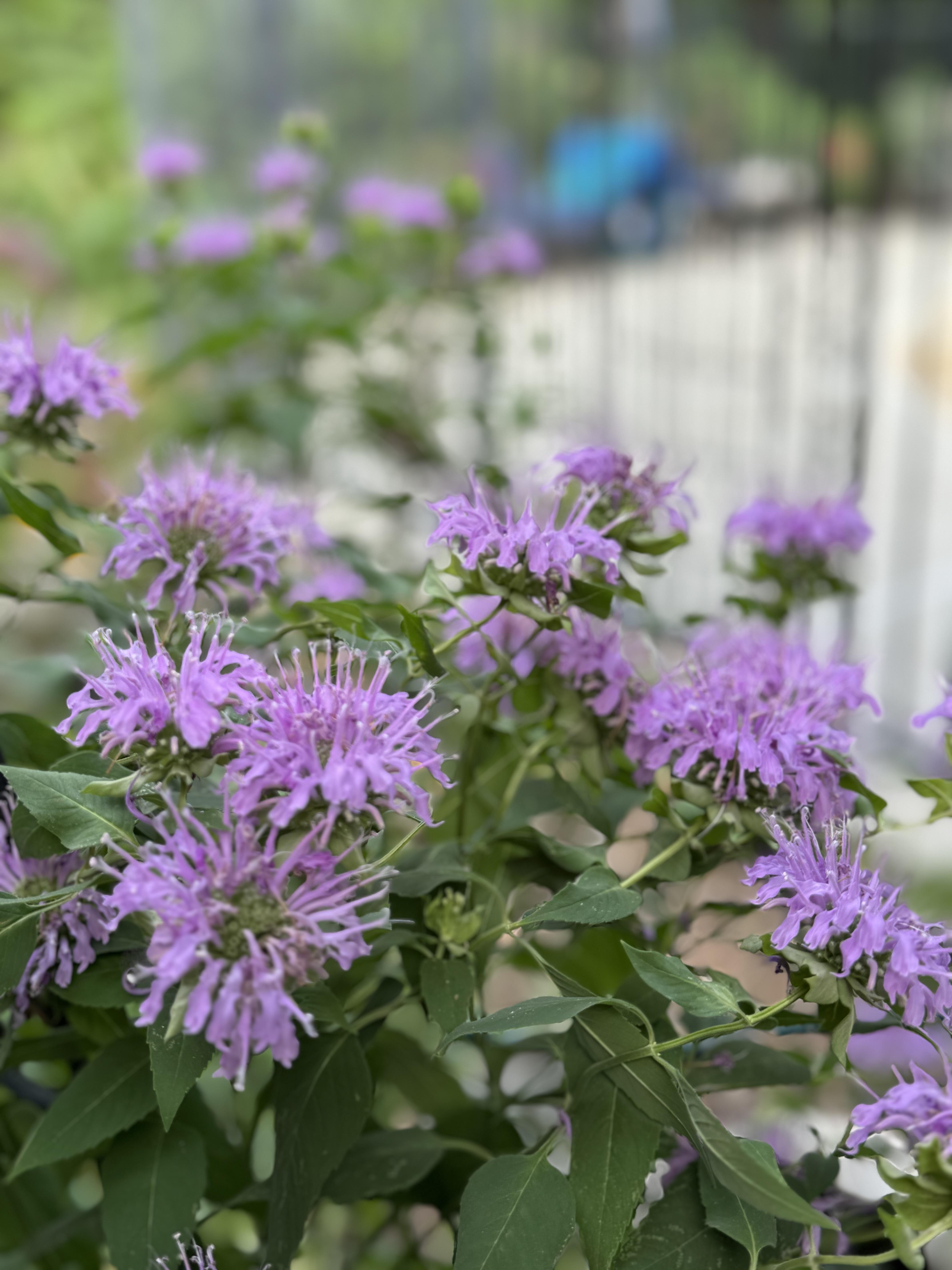 lemon balm vs bee balm