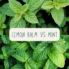 Lemon Balm vs Mint: Which One Should You Use and Grow?