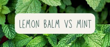 Lemon Balm vs Mint: Which One Should You Use and Grow?