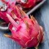 What is Dragon Fruit? Life Cycle of Dragon Fruit