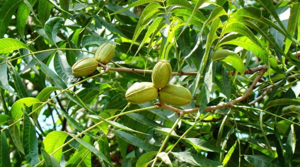 lifespan of a pecan tree