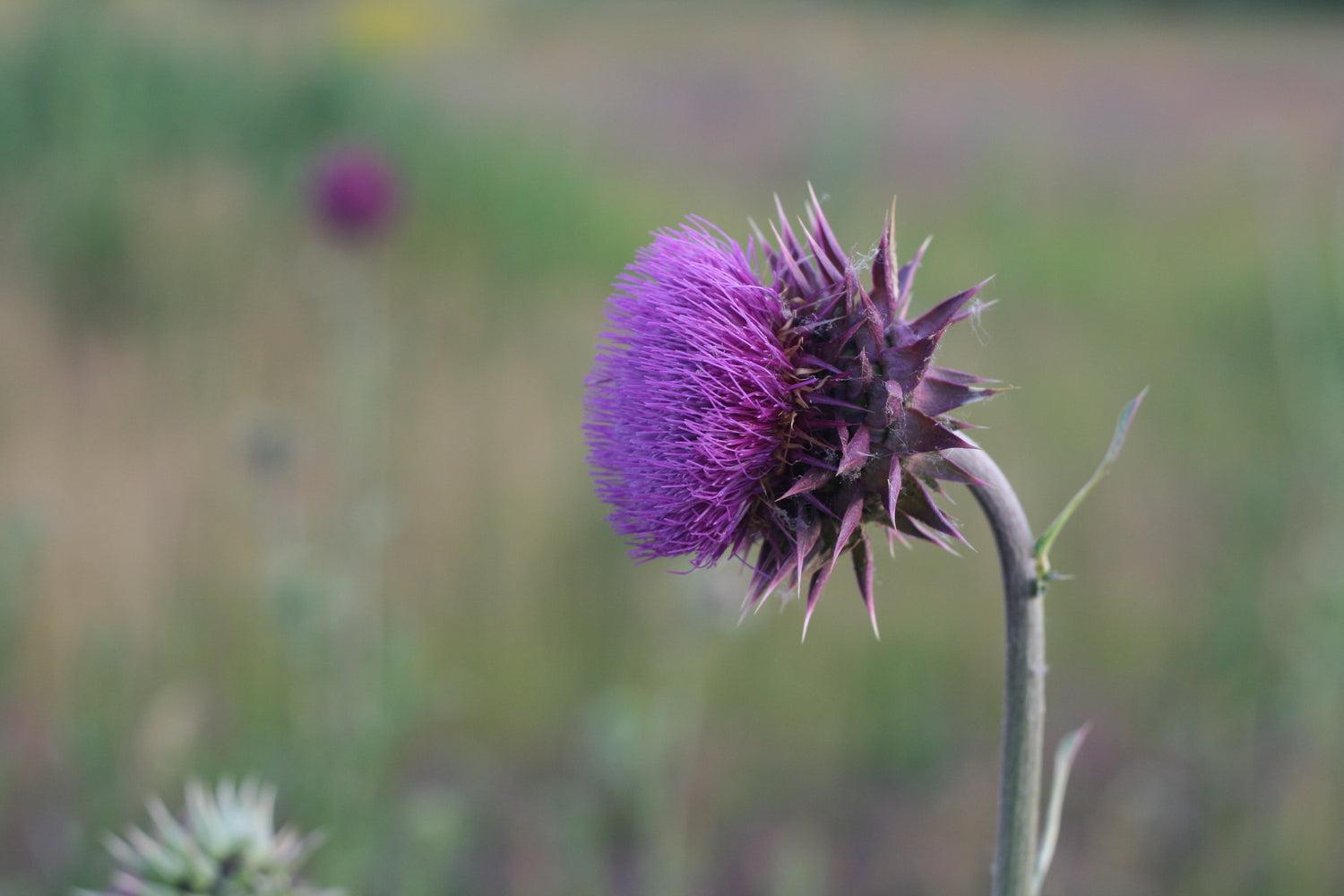 milk thistle for hormonal acne