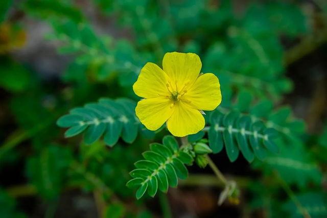 para que sirve el tribulus terrestris