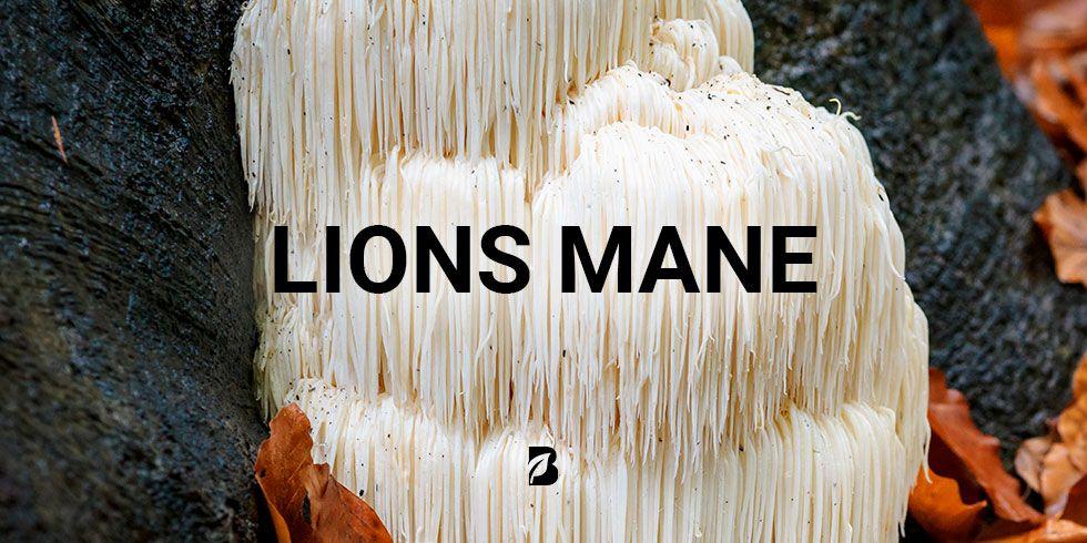 para que sirve lion's mane