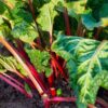 How to Grow Rhubarb from Seed