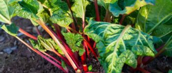 How to Grow Rhubarb from Seed