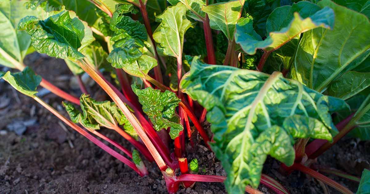 picture of a rhubarb plant