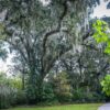 How to Toss Your Spanish Moss