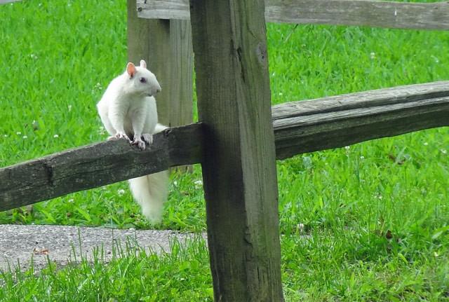 albino-on-fence