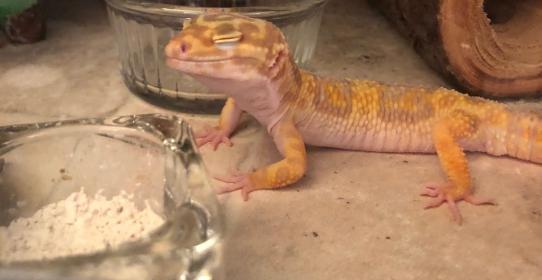 vitamin a supplement for leopard gecko