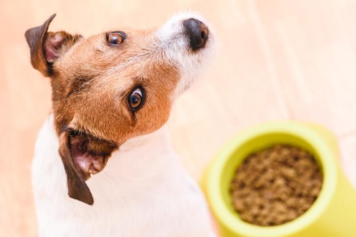 vitaminas para abrir el apetito en perros