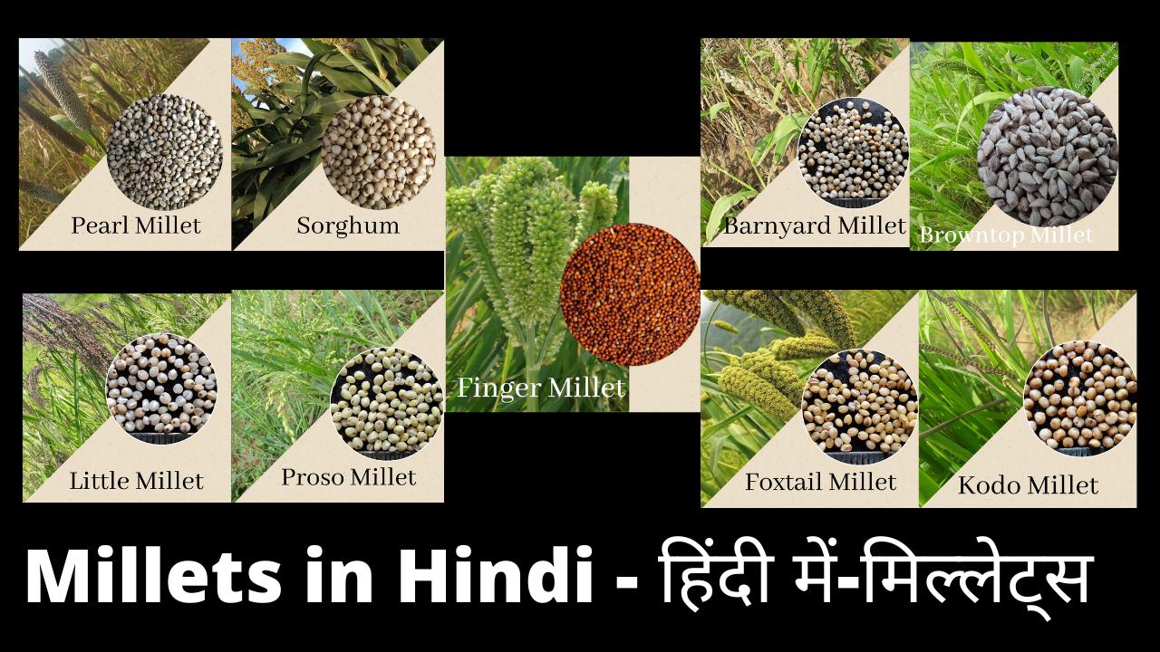 what are millets in hindi