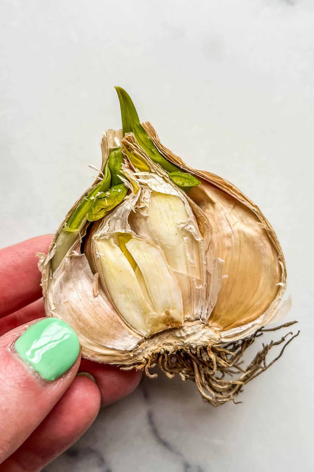 what does mold on garlic look like