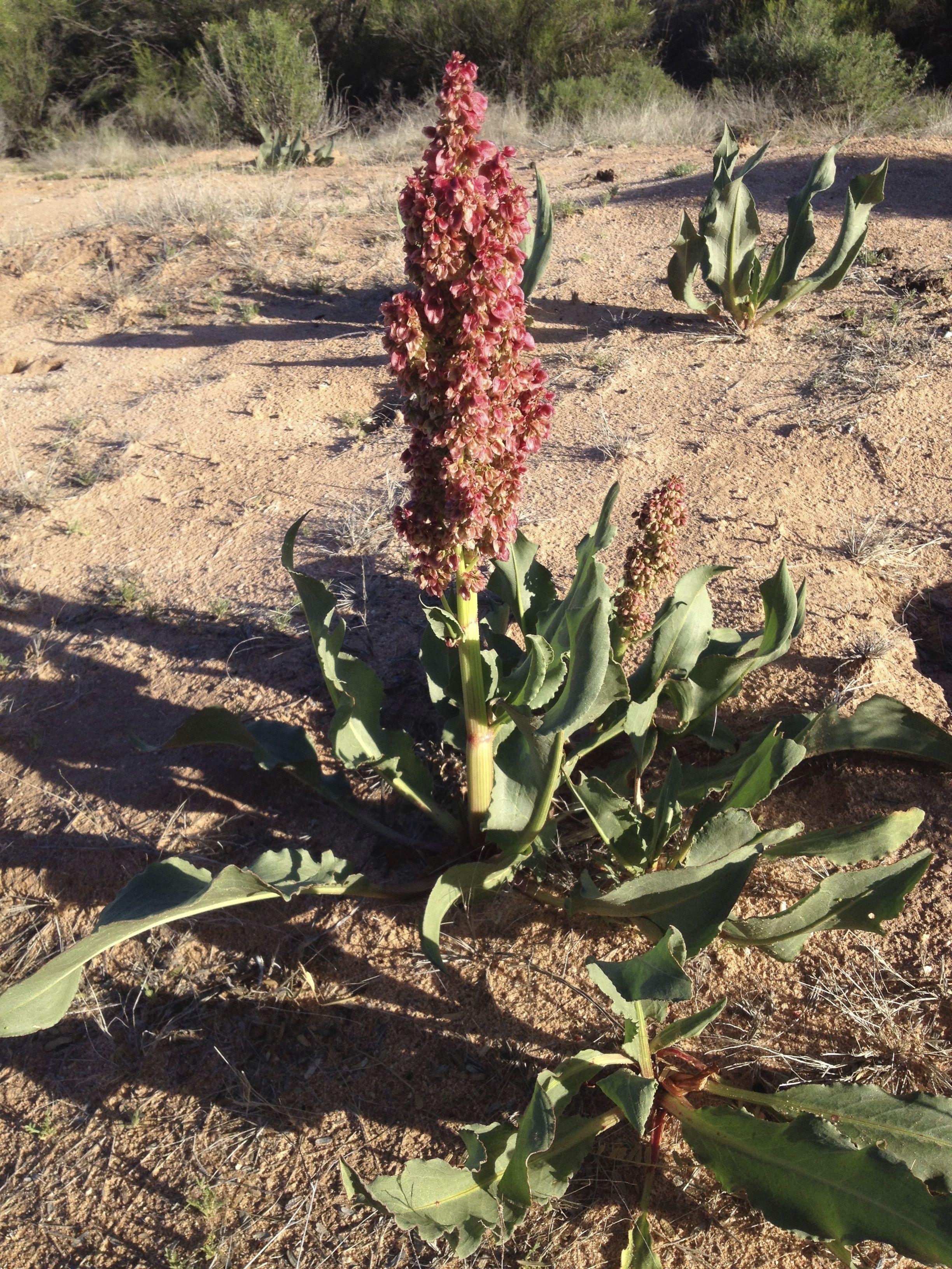 what does wild rhubarb look like