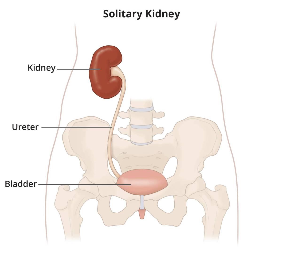 what is not a function of the kidneys