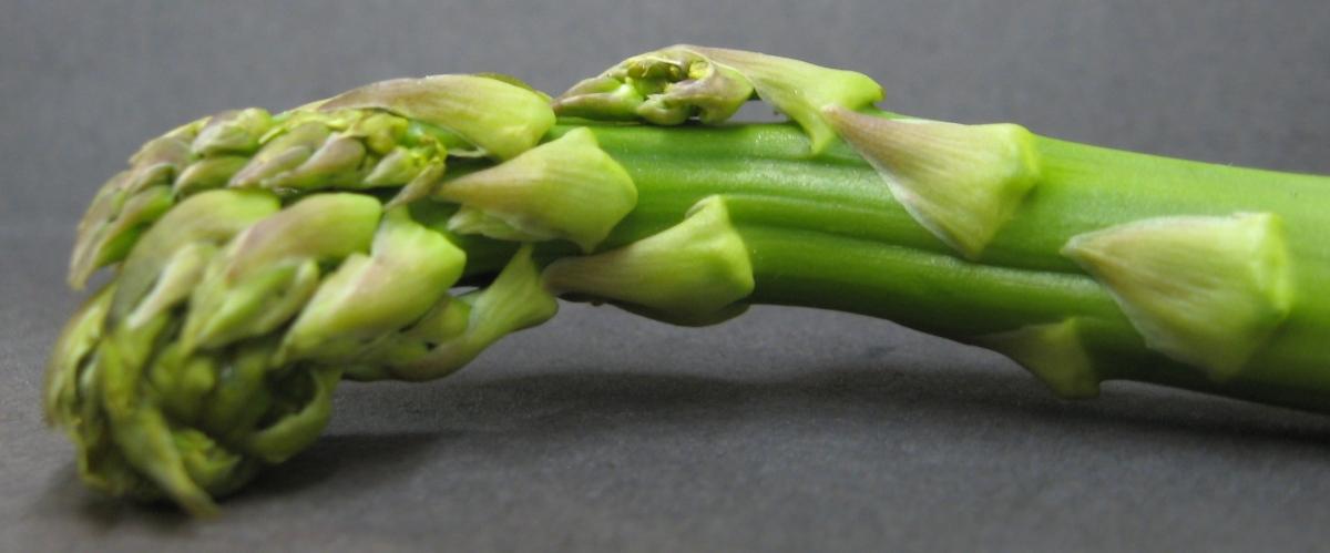 what part of asparagus is edible