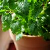 Growing Lemon Balm