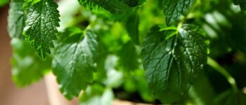 Growing Lemon Balm