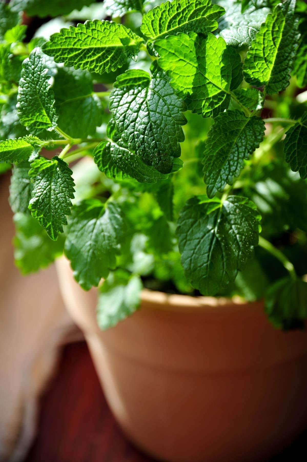 what to plant with lemon balm