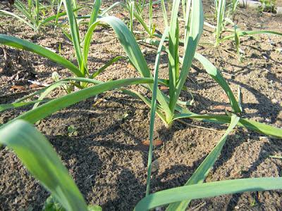 when to plant garlic in zone 9b