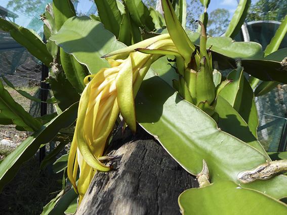 when to prune dragon fruit