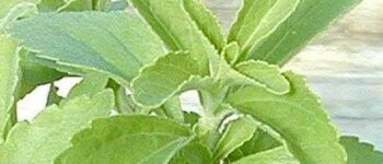 Stevia rebaudiana Stevia