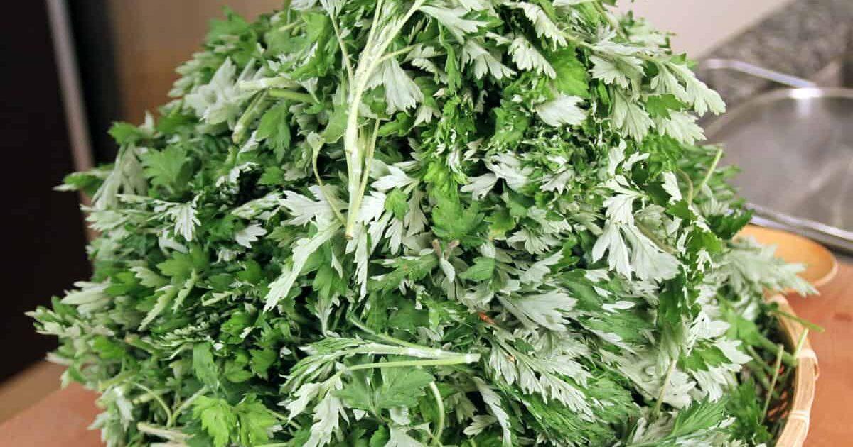 where can i buy mugwort near me