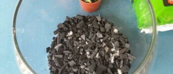 Garden Myth: Do You Really Need Activated Charcoal in Terrariums?