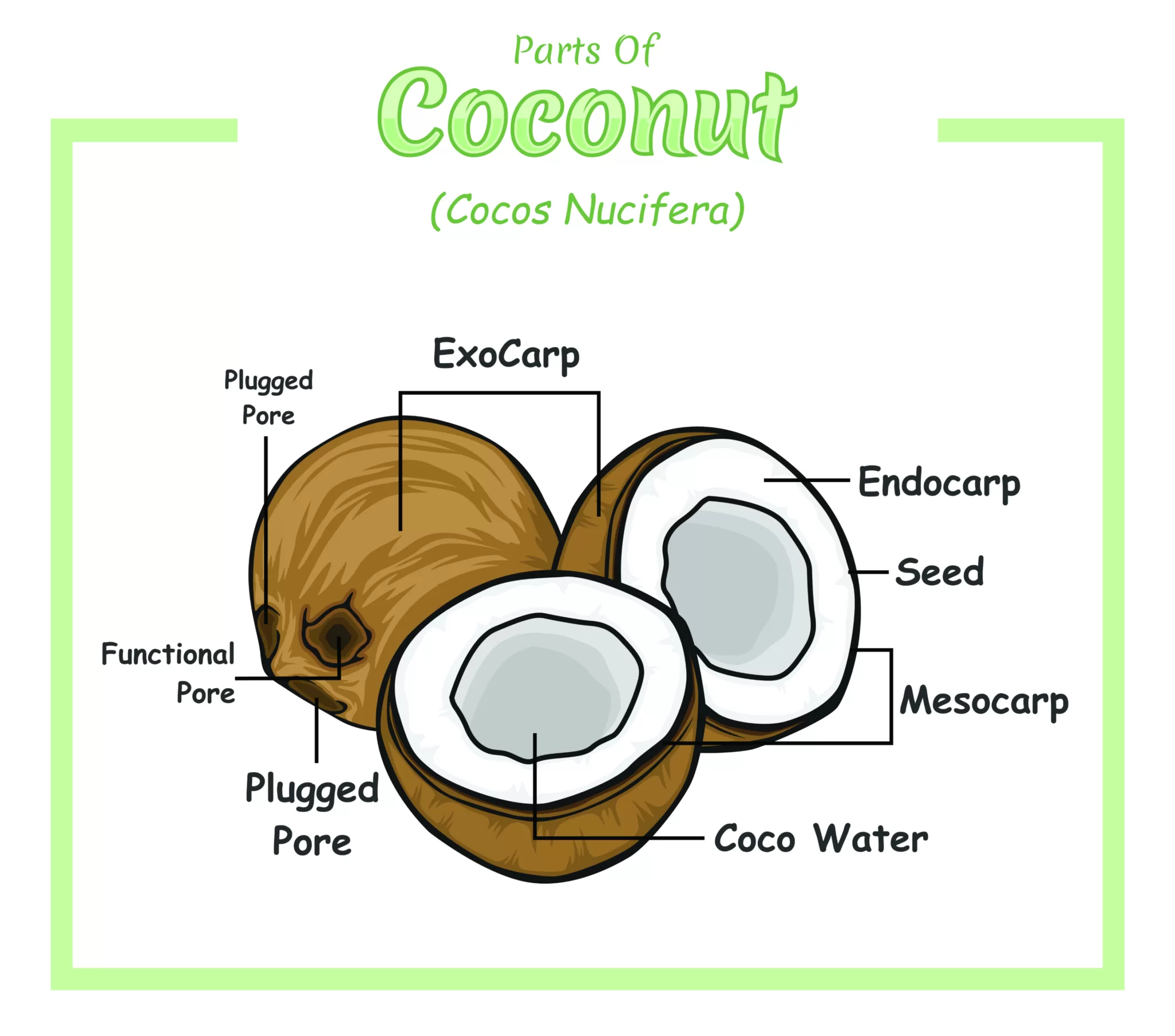 white kernel vs whole kernel coconut oil