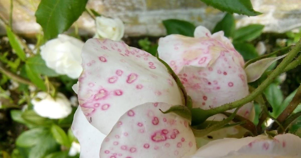 white roses with red spots