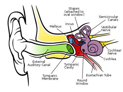 why do i hear squeaking in my ear when i blow my nose