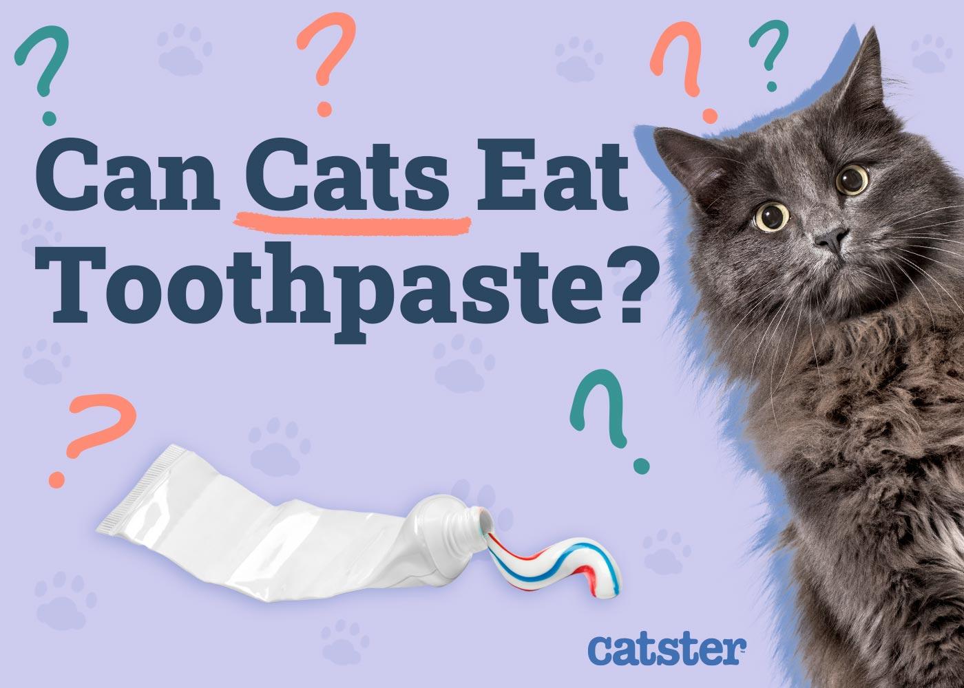 why does my cat like toothpaste