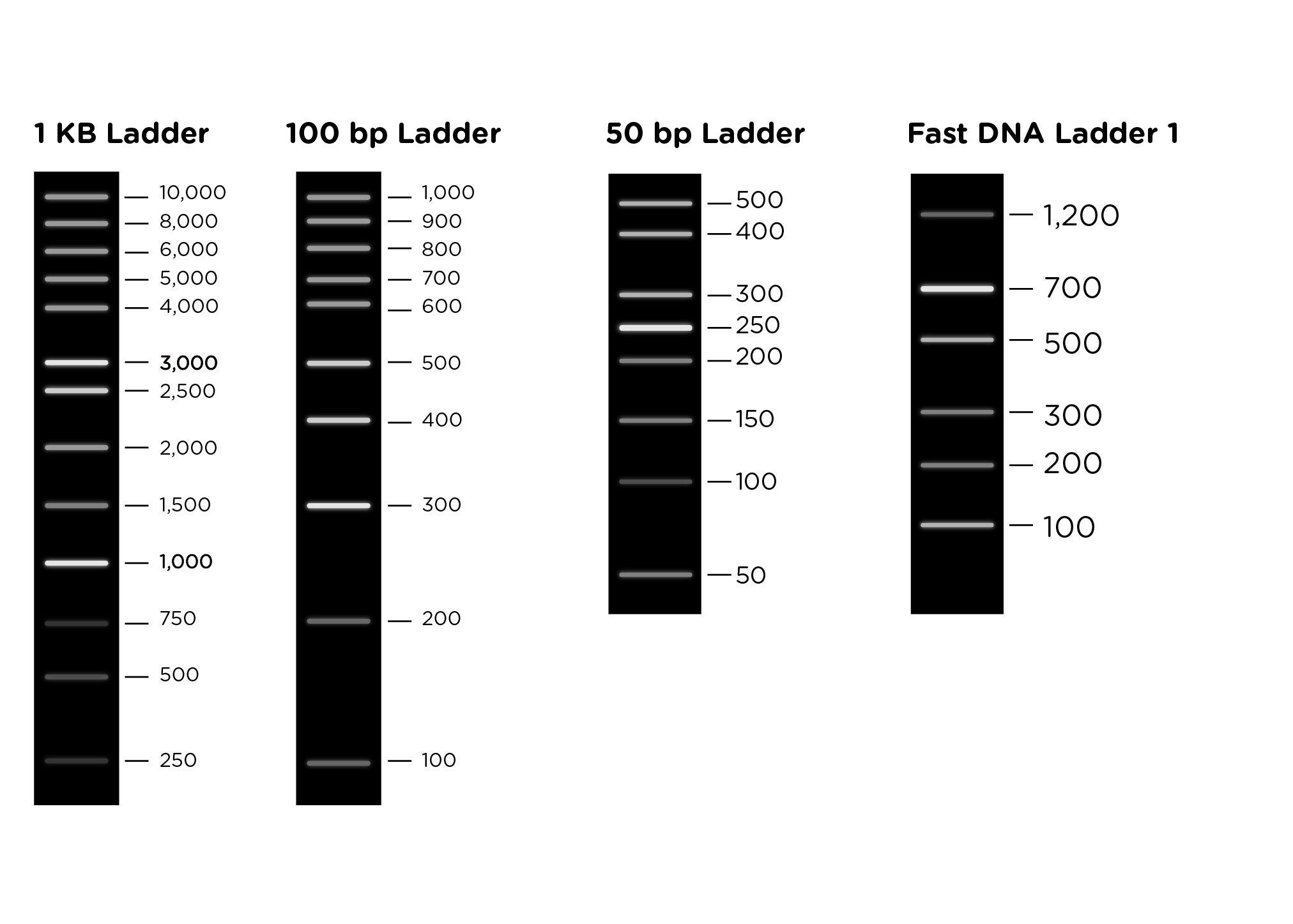 why is a dna ladder used in gel electrophoresis