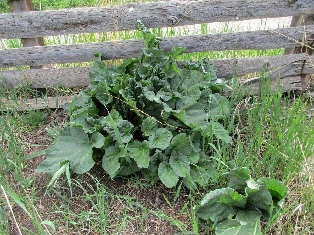 wild rhubarb plant that looks like rhubarb